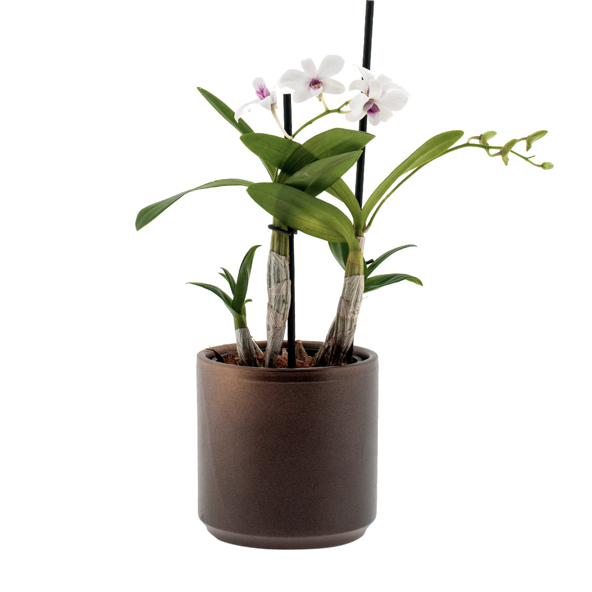 Dendrobium Phalaenopsis