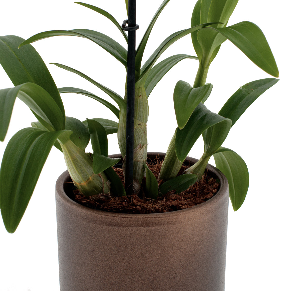 Dendrobium Phalaenopsis