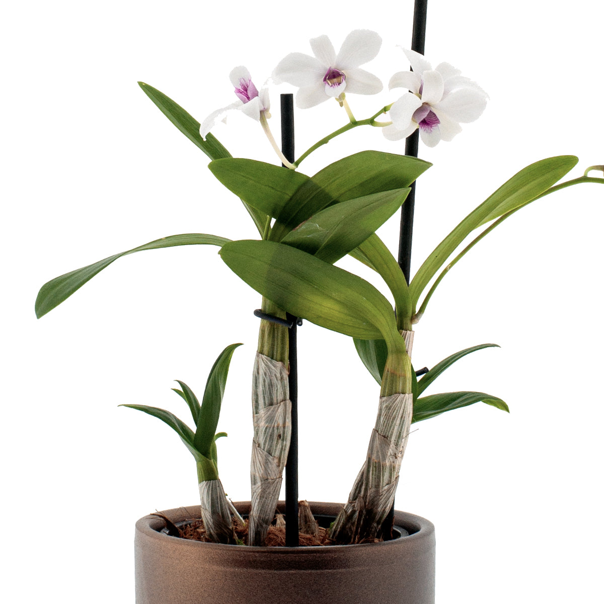 Dendrobium Phalaenopsis