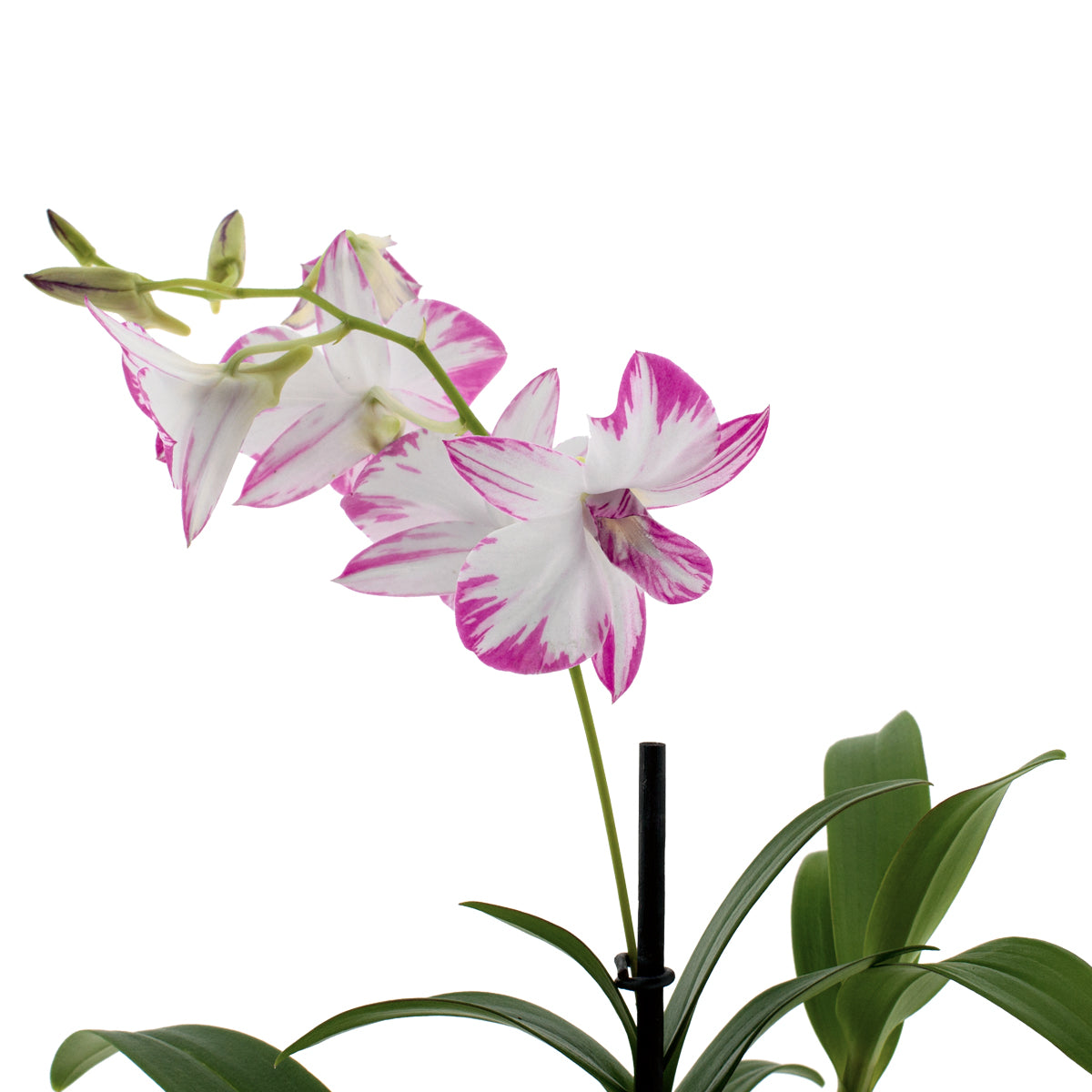 Dendrobium Phalaenopsis