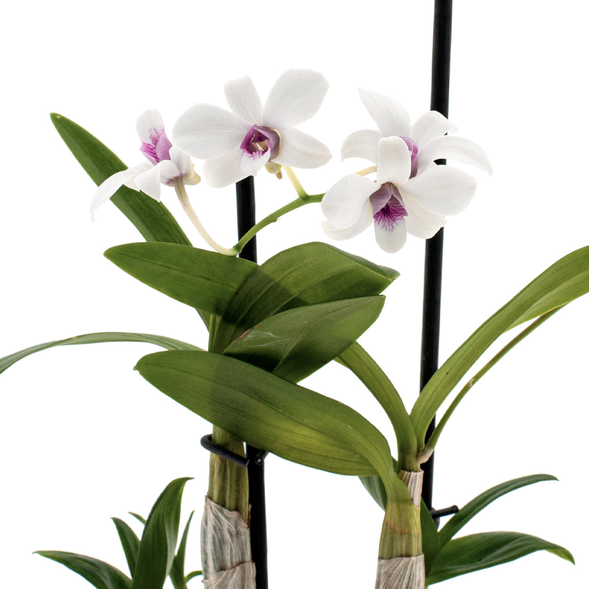 Dendrobium Phalaenopsis