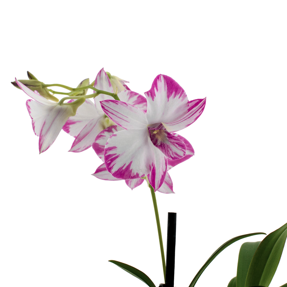 Dendrobium Phalaenopsis