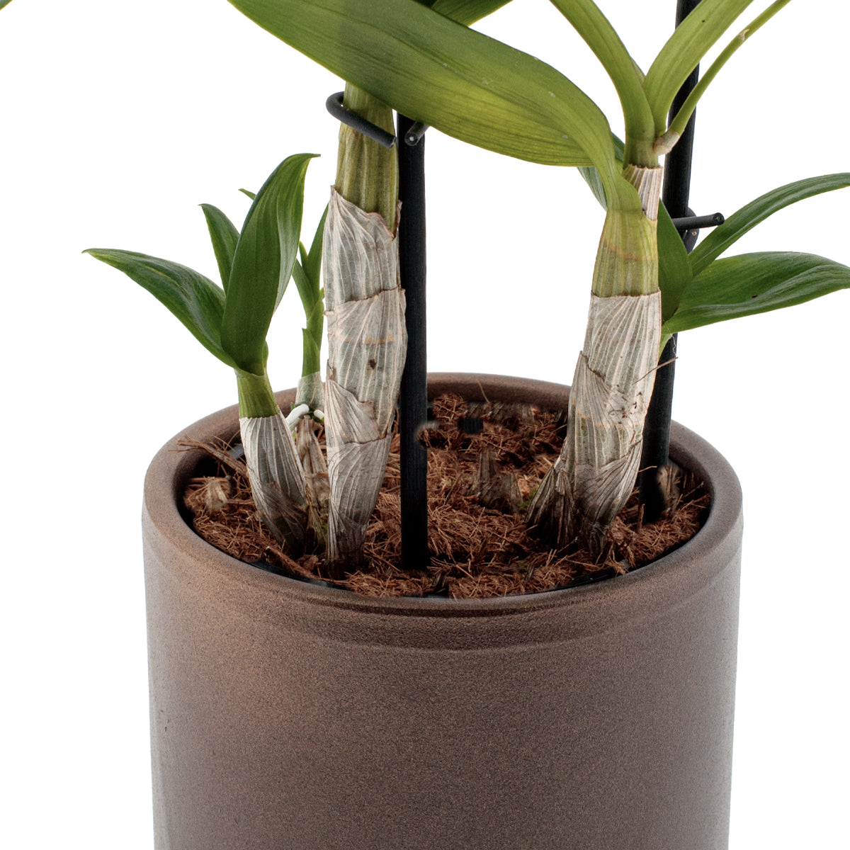 Dendrobium Phalaenopsis