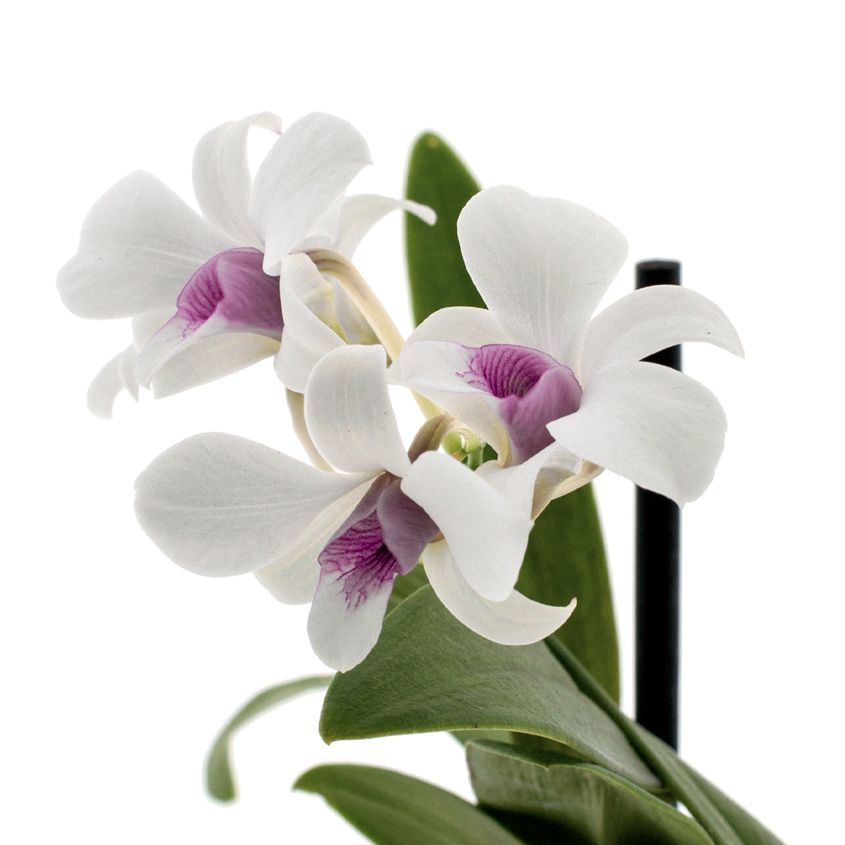 Dendrobium Phalaenopsis