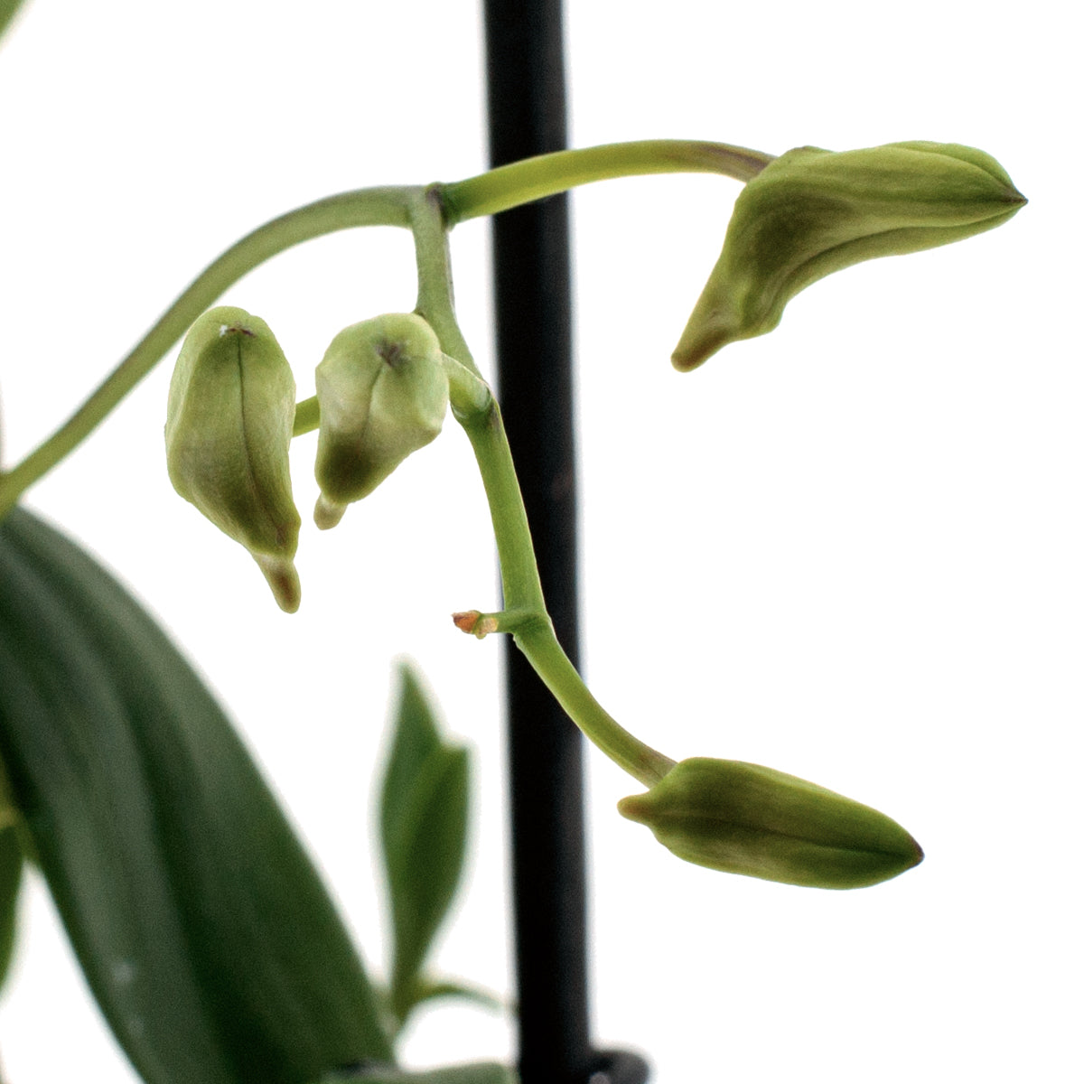 Dendrobium Phalaenopsis