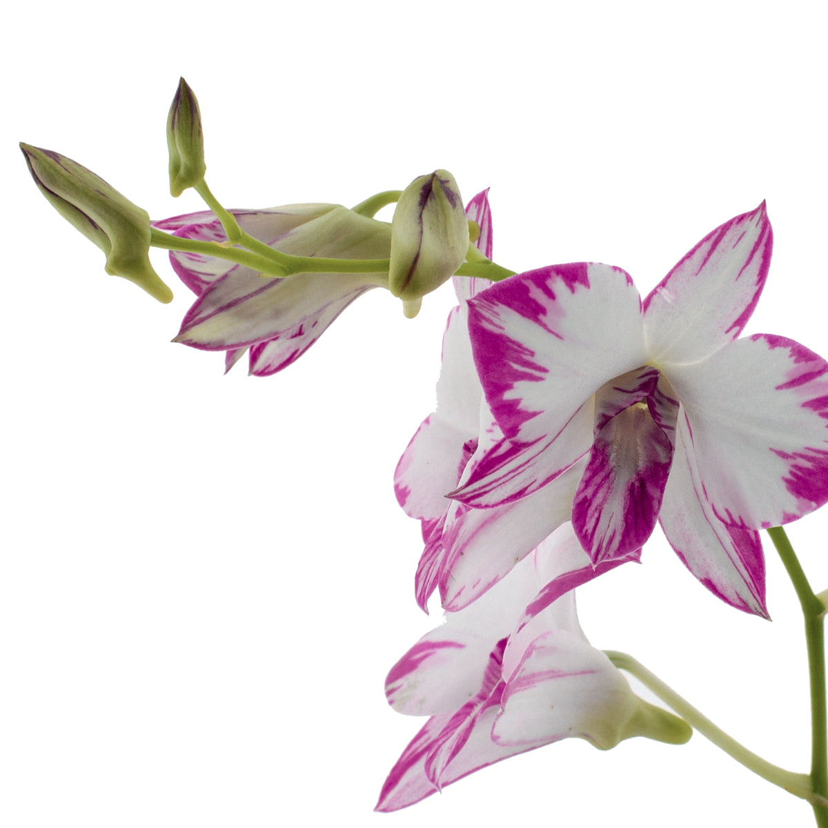 Dendrobium Phalaenopsis