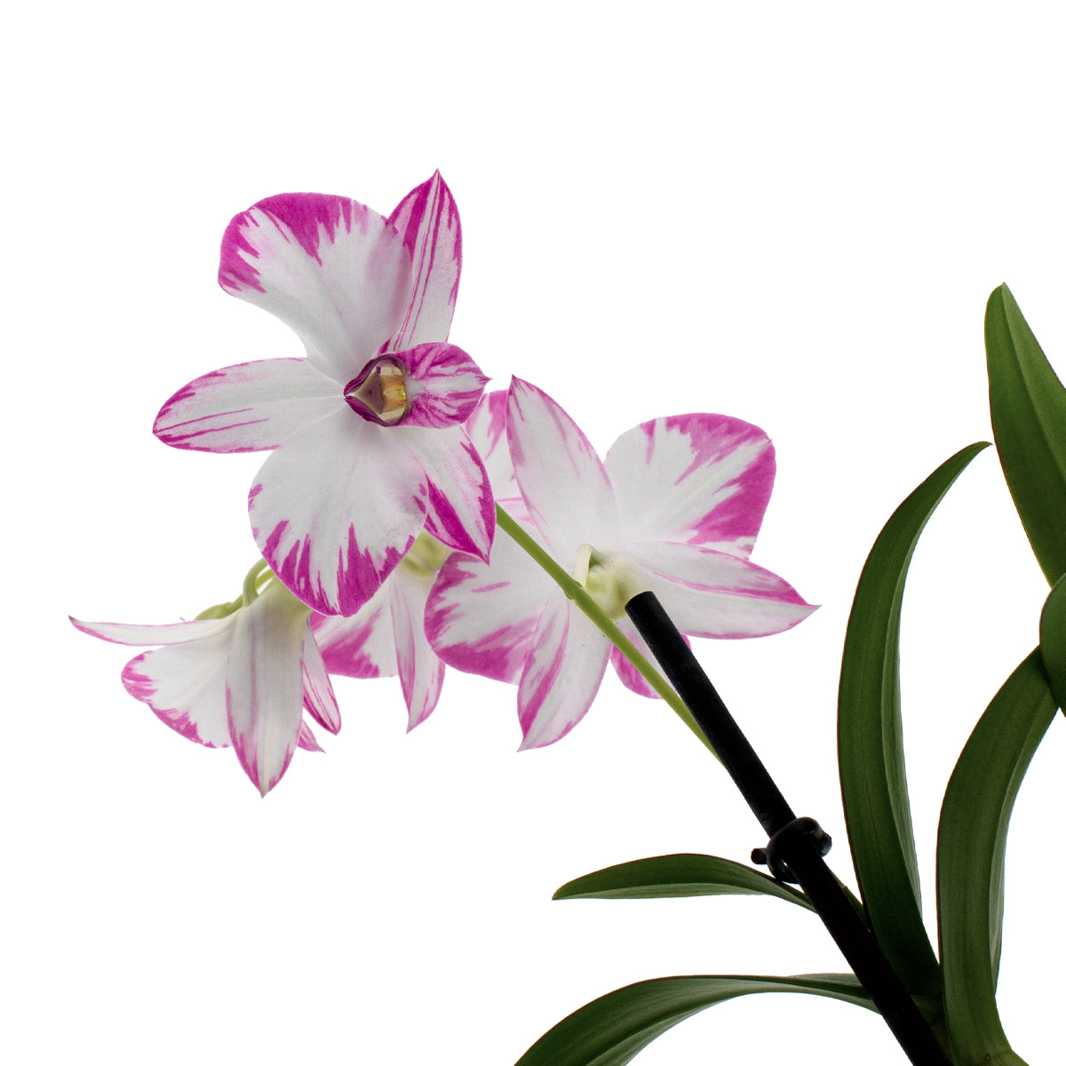 Dendrobium Phalaenopsis