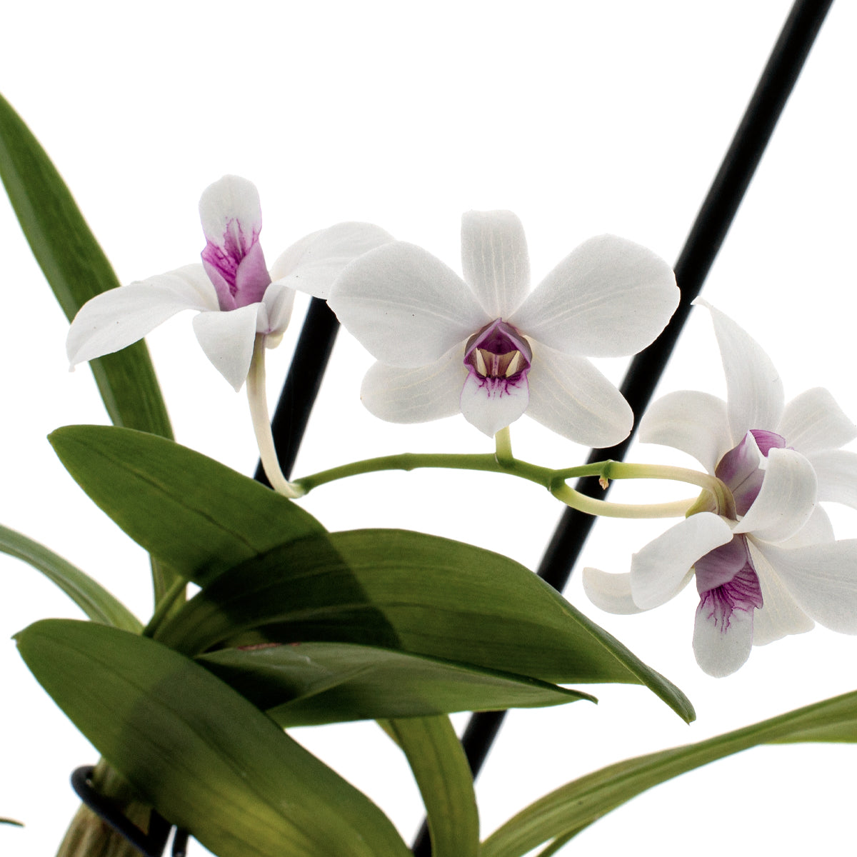 Dendrobium Phalaenopsis