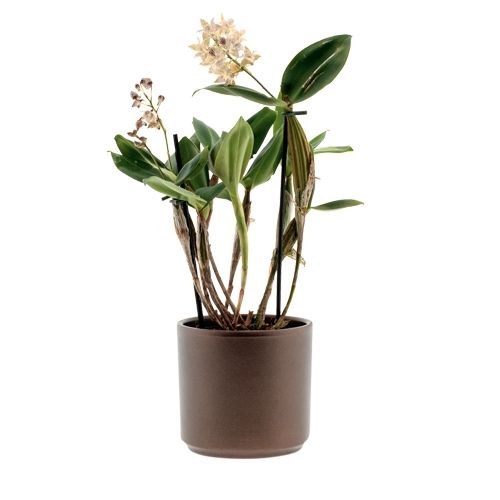 Dendrobium Aberrans Polysena