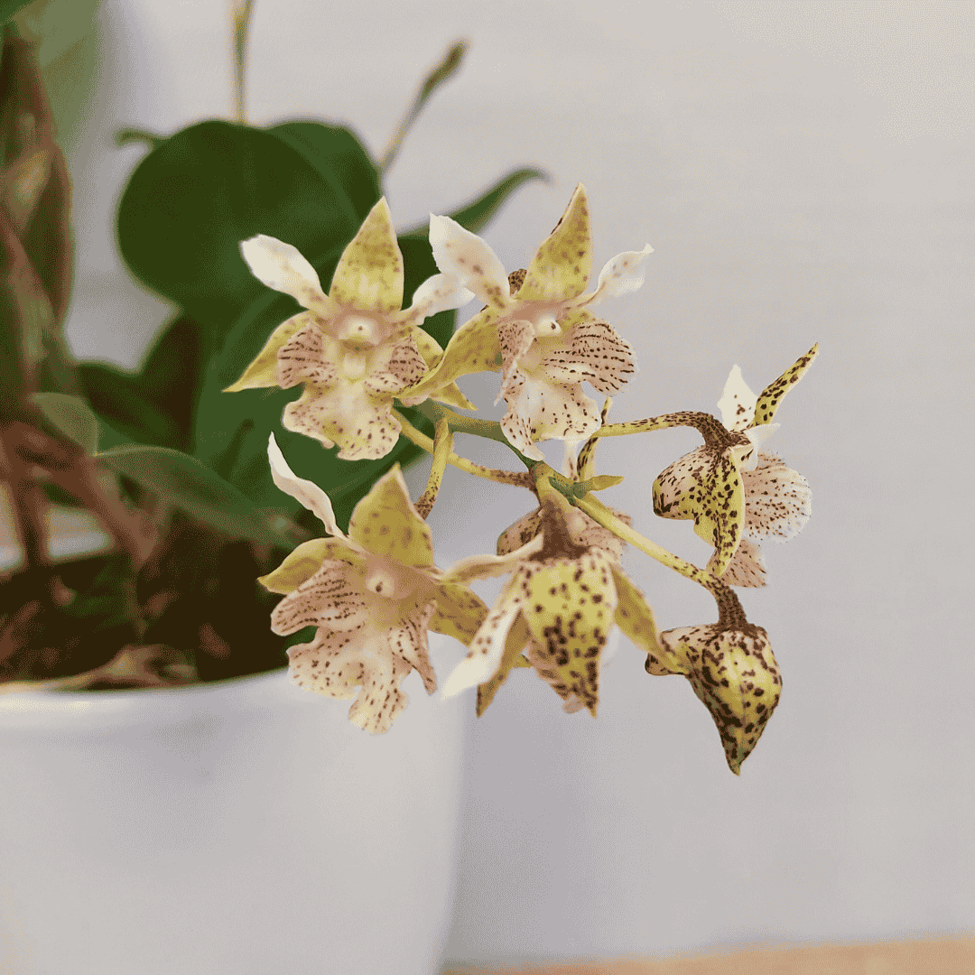 Dendrobium Aberrans Polysena