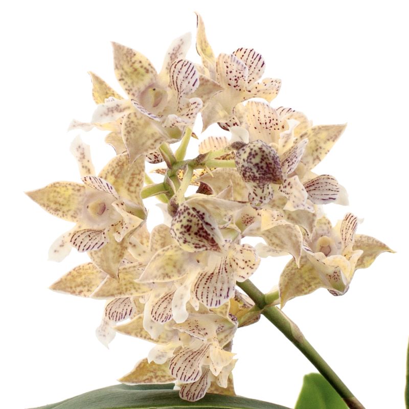 Dendrobium Aberrans Polysena