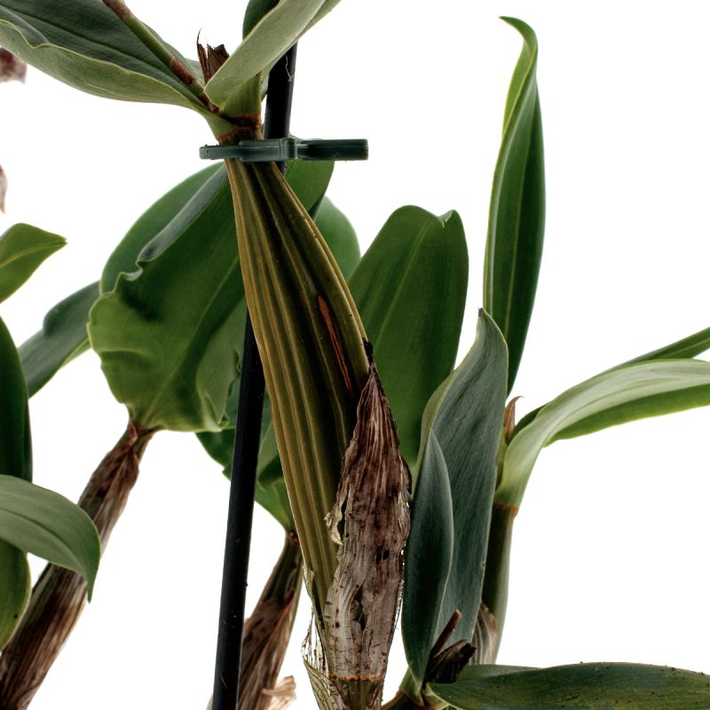 Dendrobium Aberrans Polysena