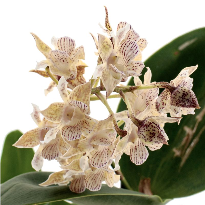 Dendrobium Aberrans Polysena