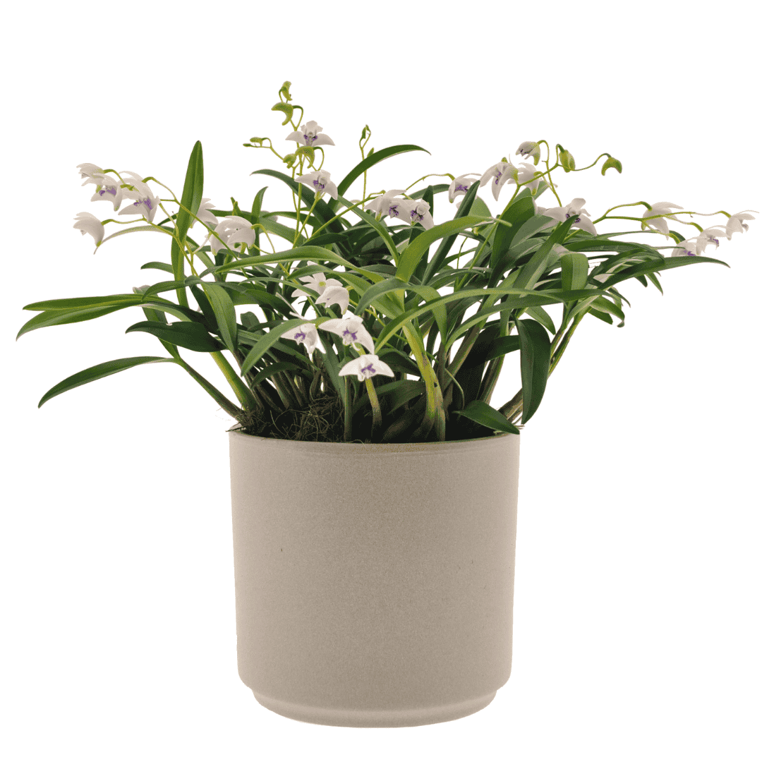 Dendrobium Kingianum Bianco