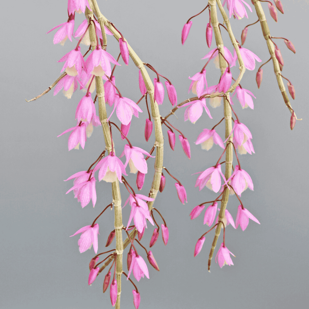Dendrobium Pierardii x Loddigesii