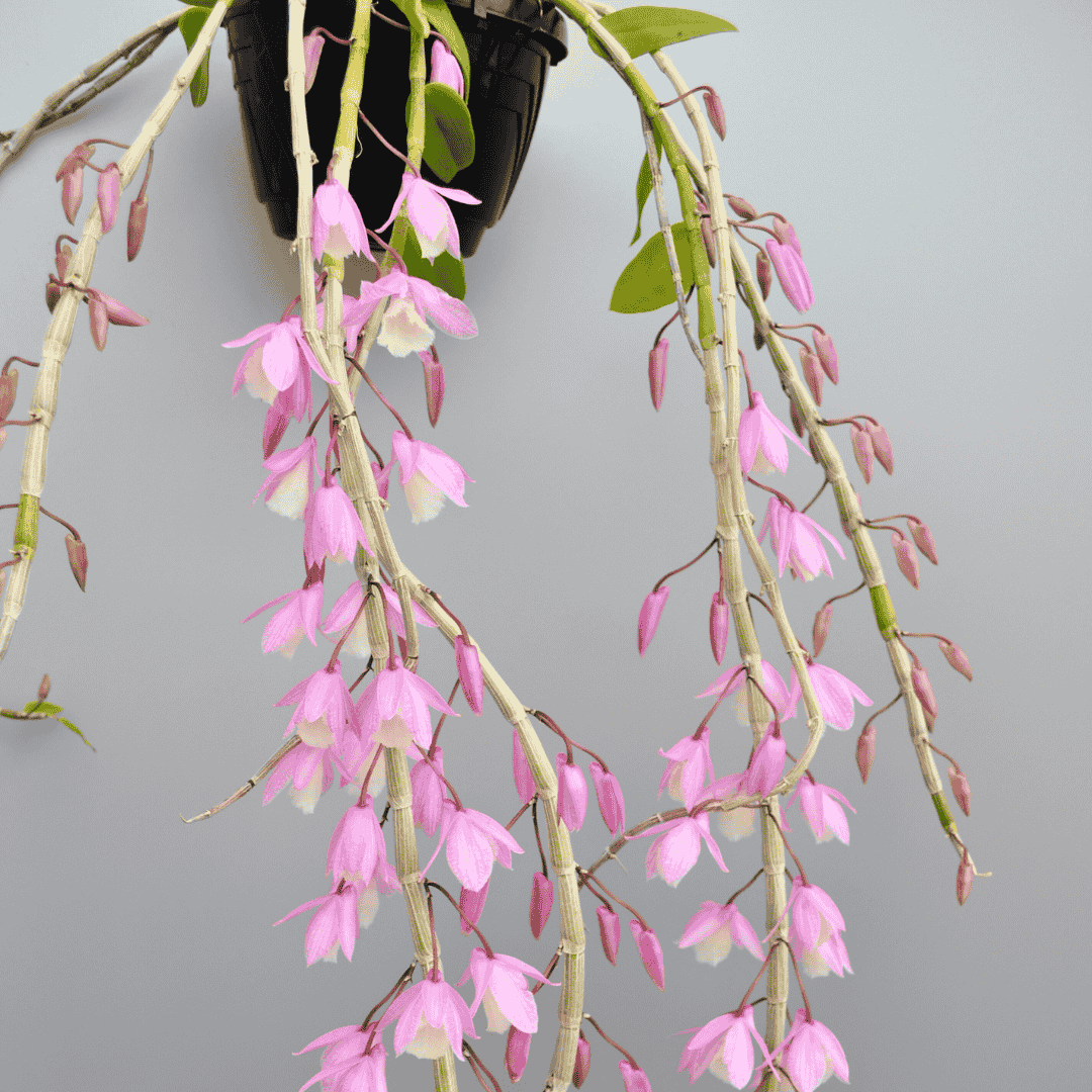 Dendrobium Pierardii x Loddigesii