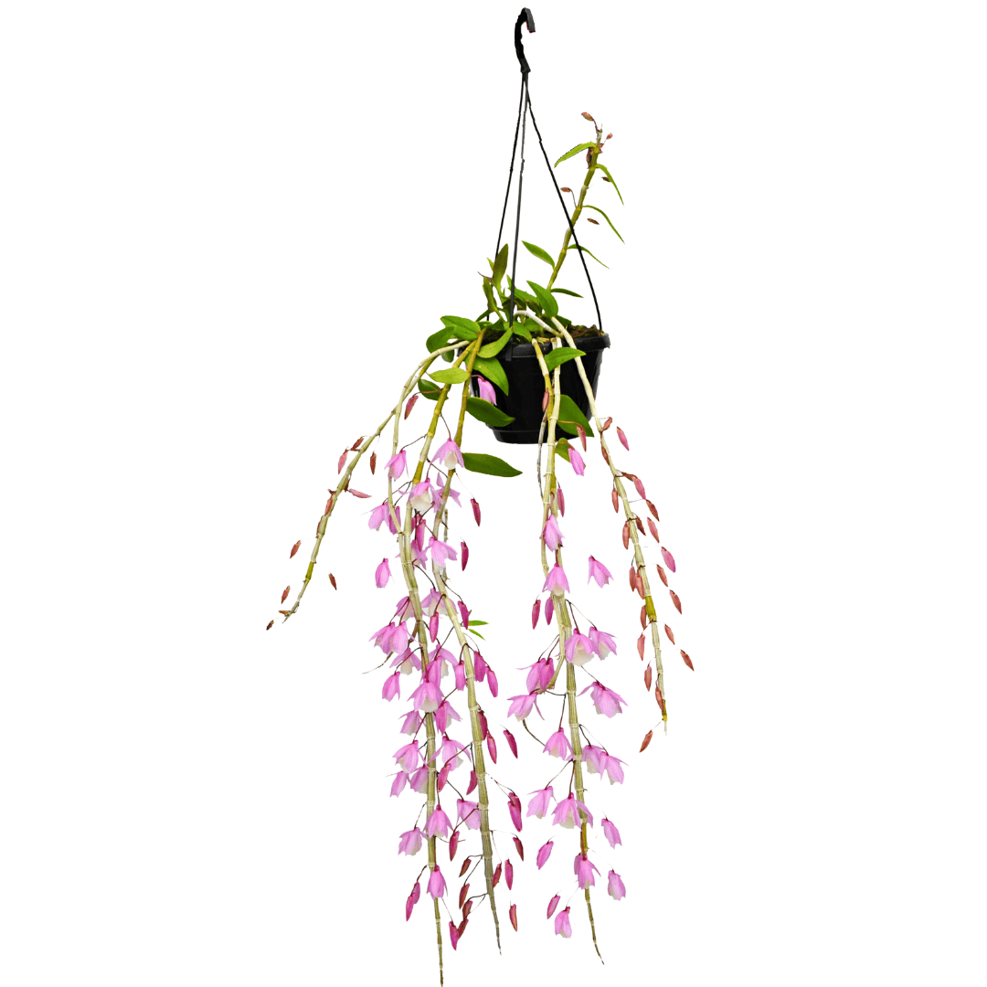 Dendrobium Pierardii x Loddigesii