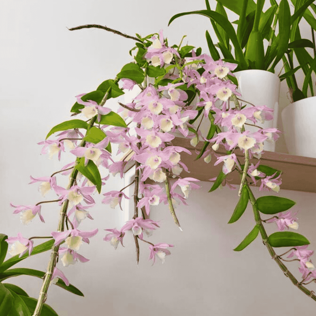 Dendrobium Pierardii x Loddigesii