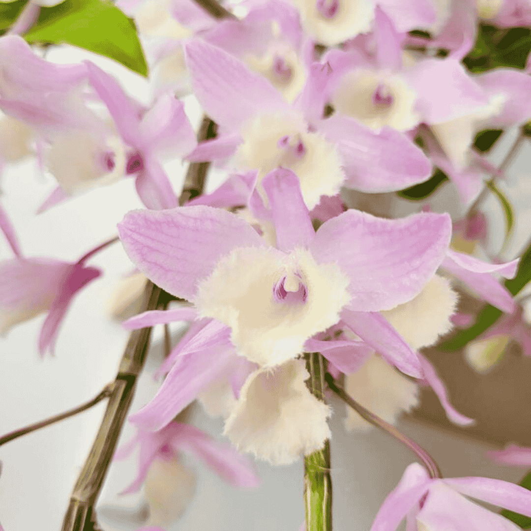 Dendrobium Pierardii x Loddigesii