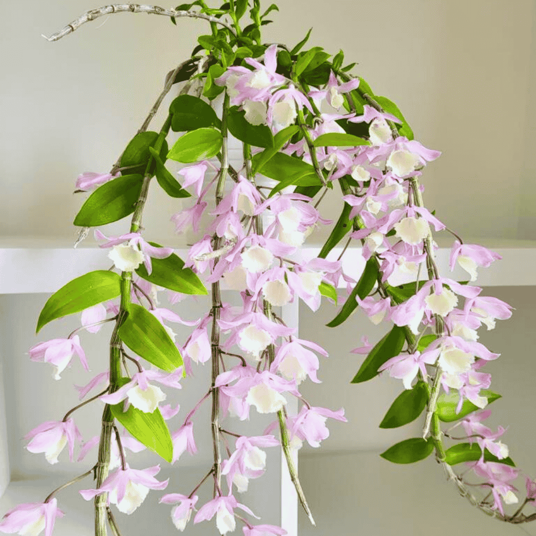 Dendrobium Pierardii x Loddigesii