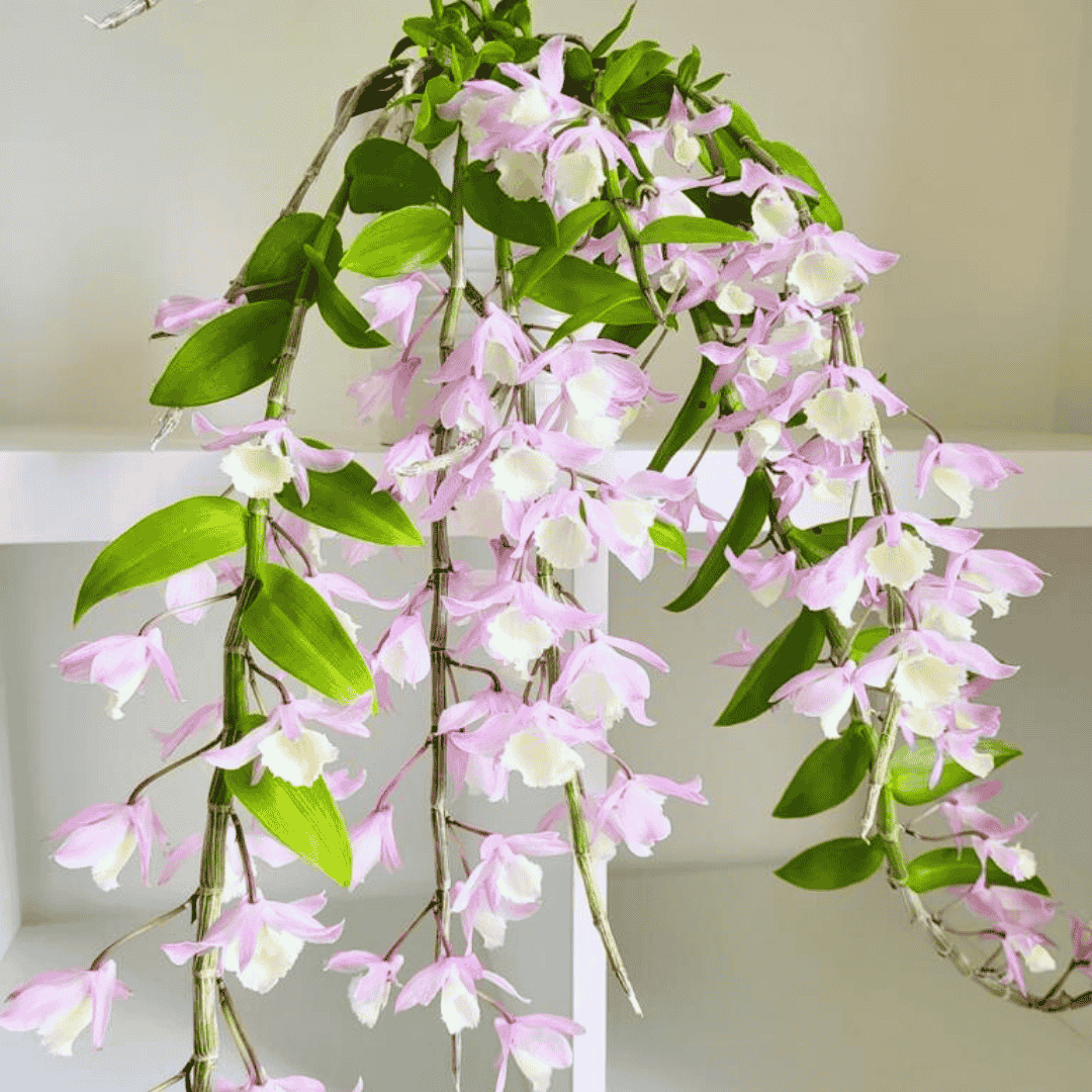 Dendrobium Pierardii x Loddigesii
