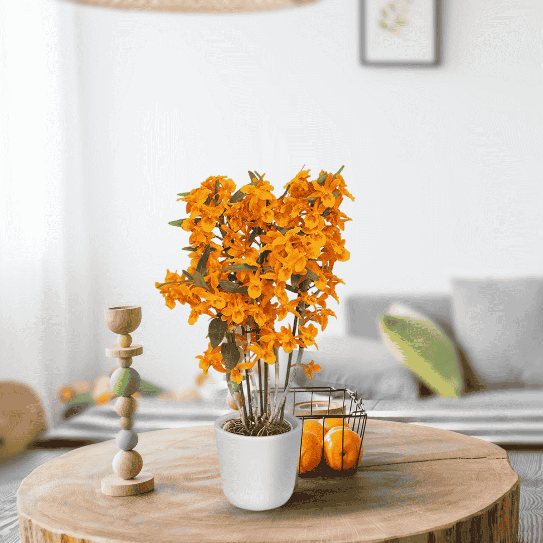 Dendrobium Stardust Firebird