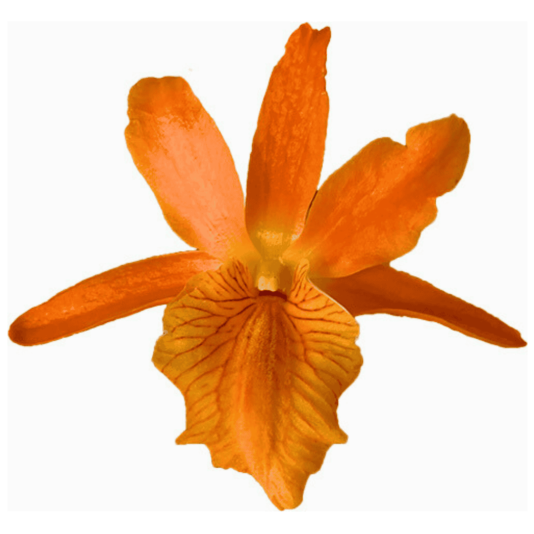 Dendrobium Stardust Firebird