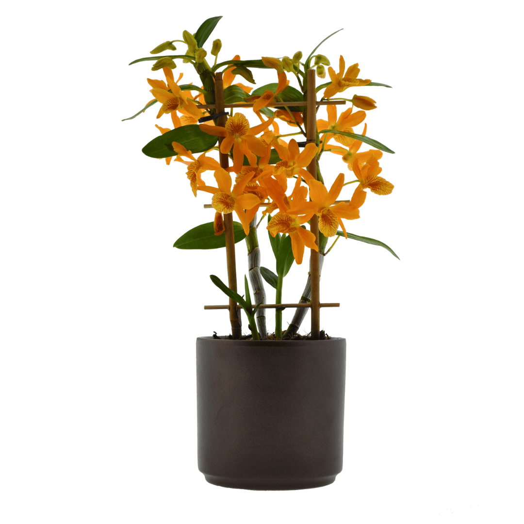 Dendrobium Stardust Firebird