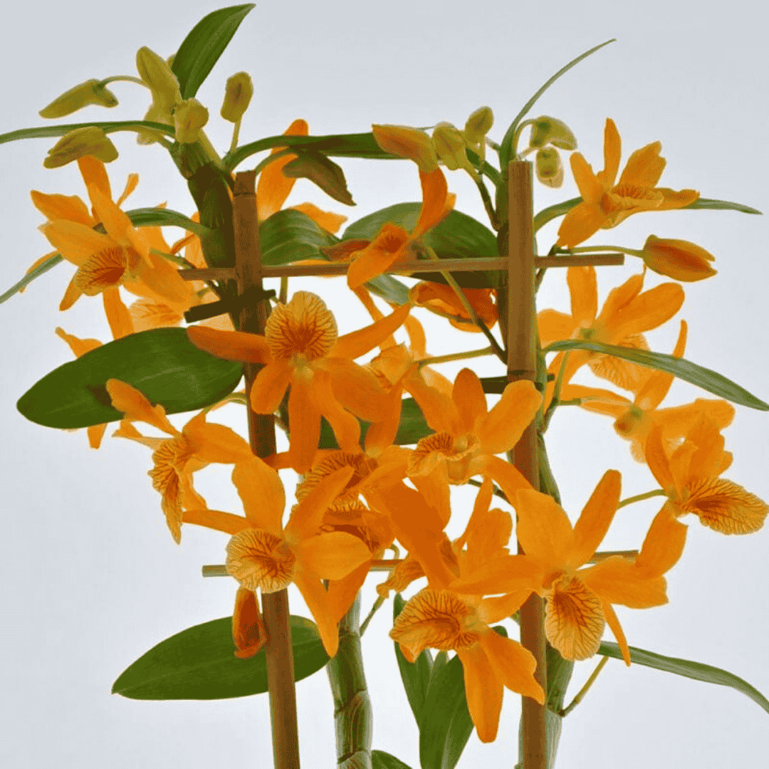 Dendrobium Stardust Firebird