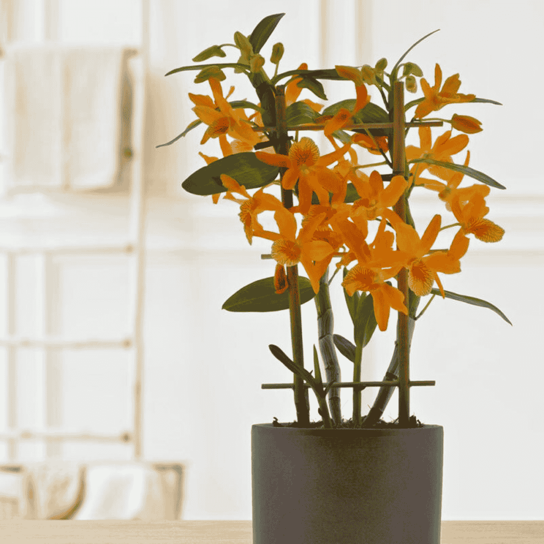 Dendrobium Stardust Firebird