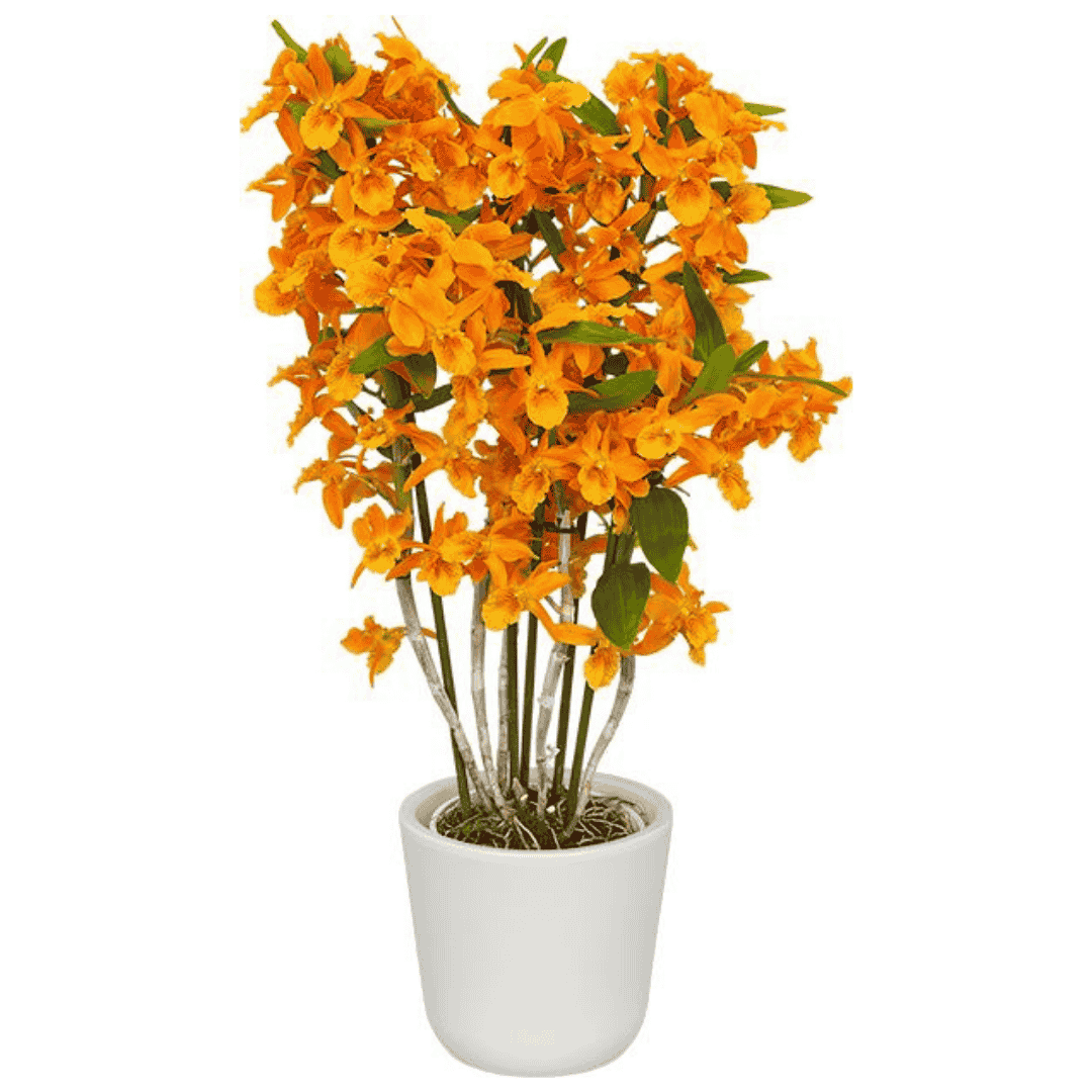 Dendrobium Stardust Firebird