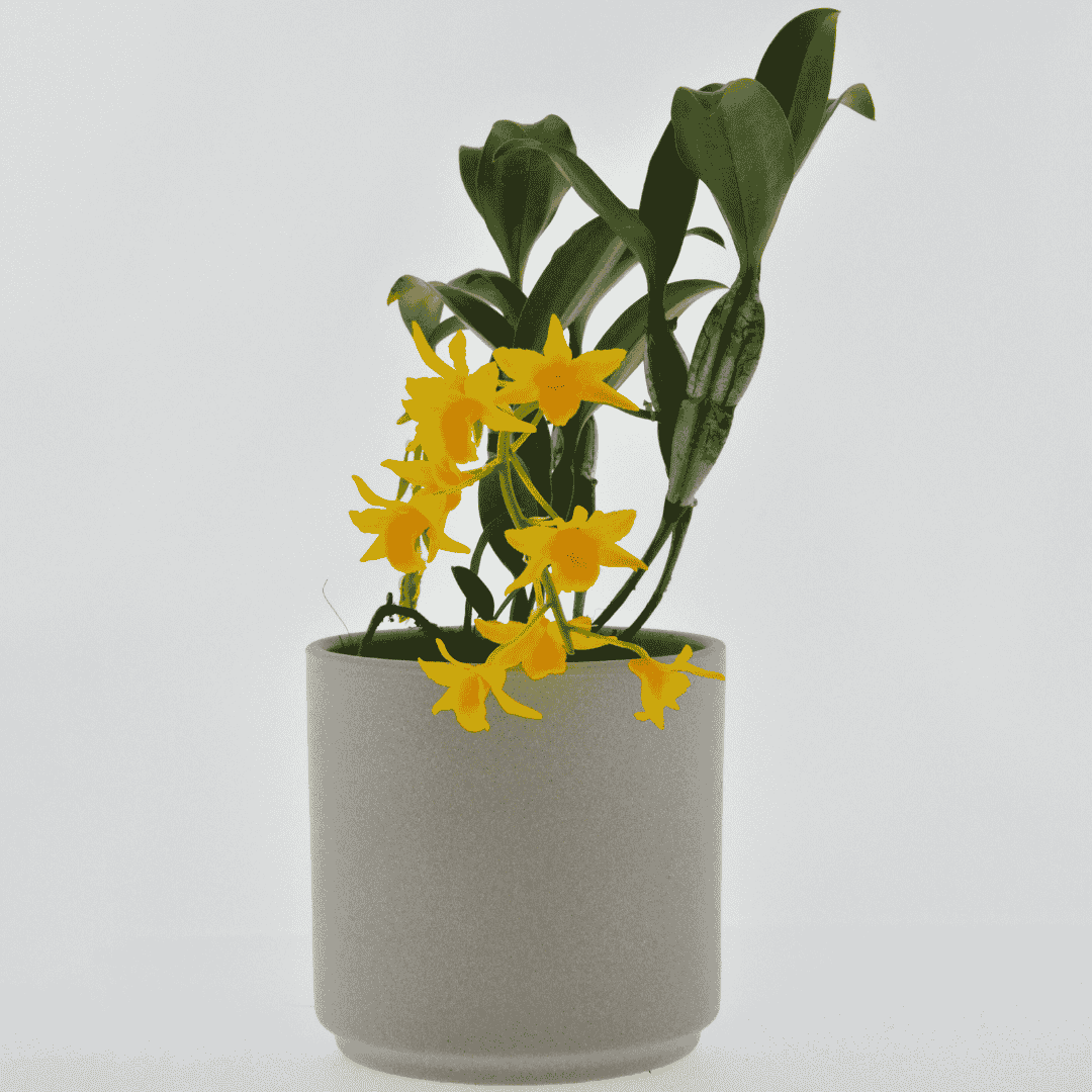 Dendrobium Griffithianum