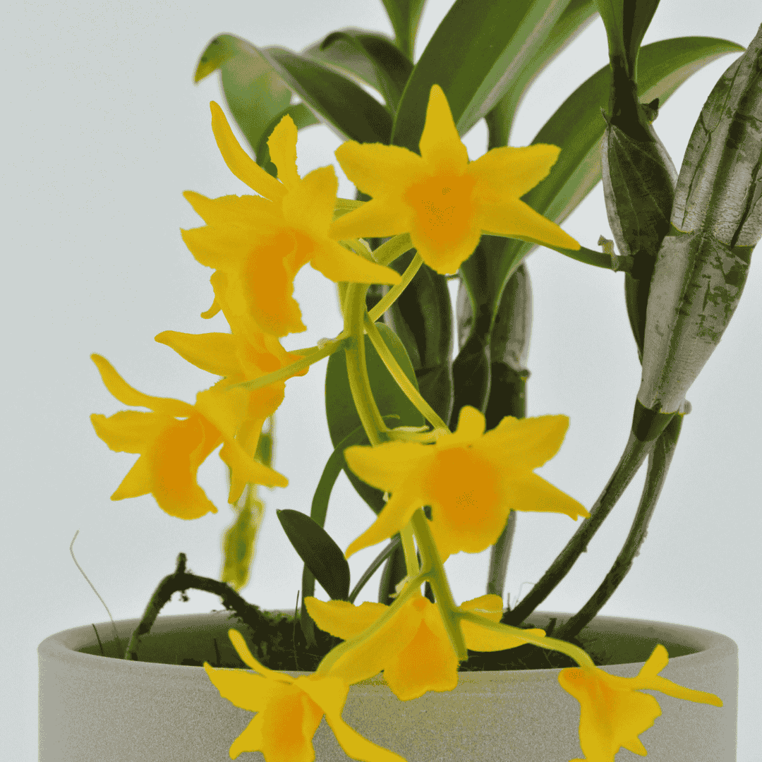 Dendrobium Griffithianum