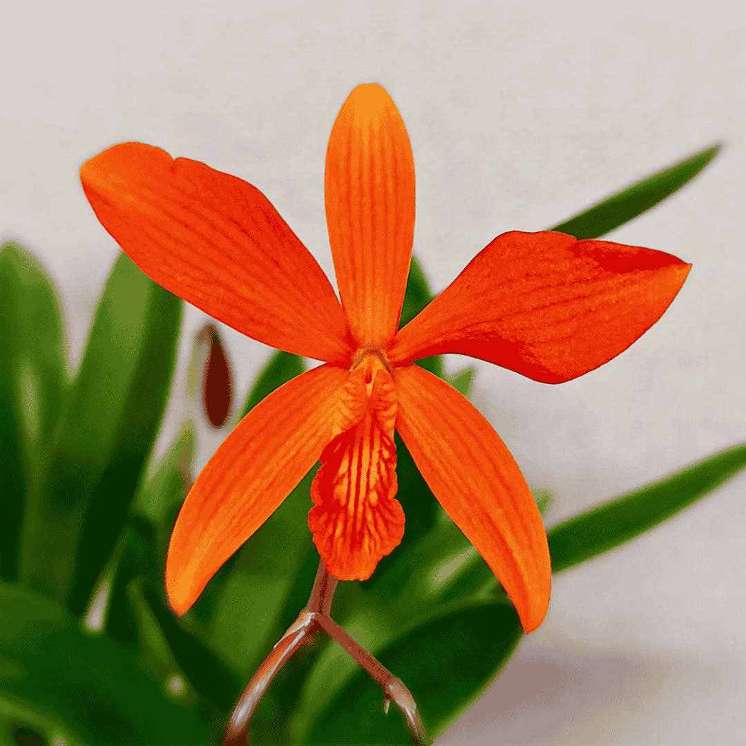 Epicattleya Luise
