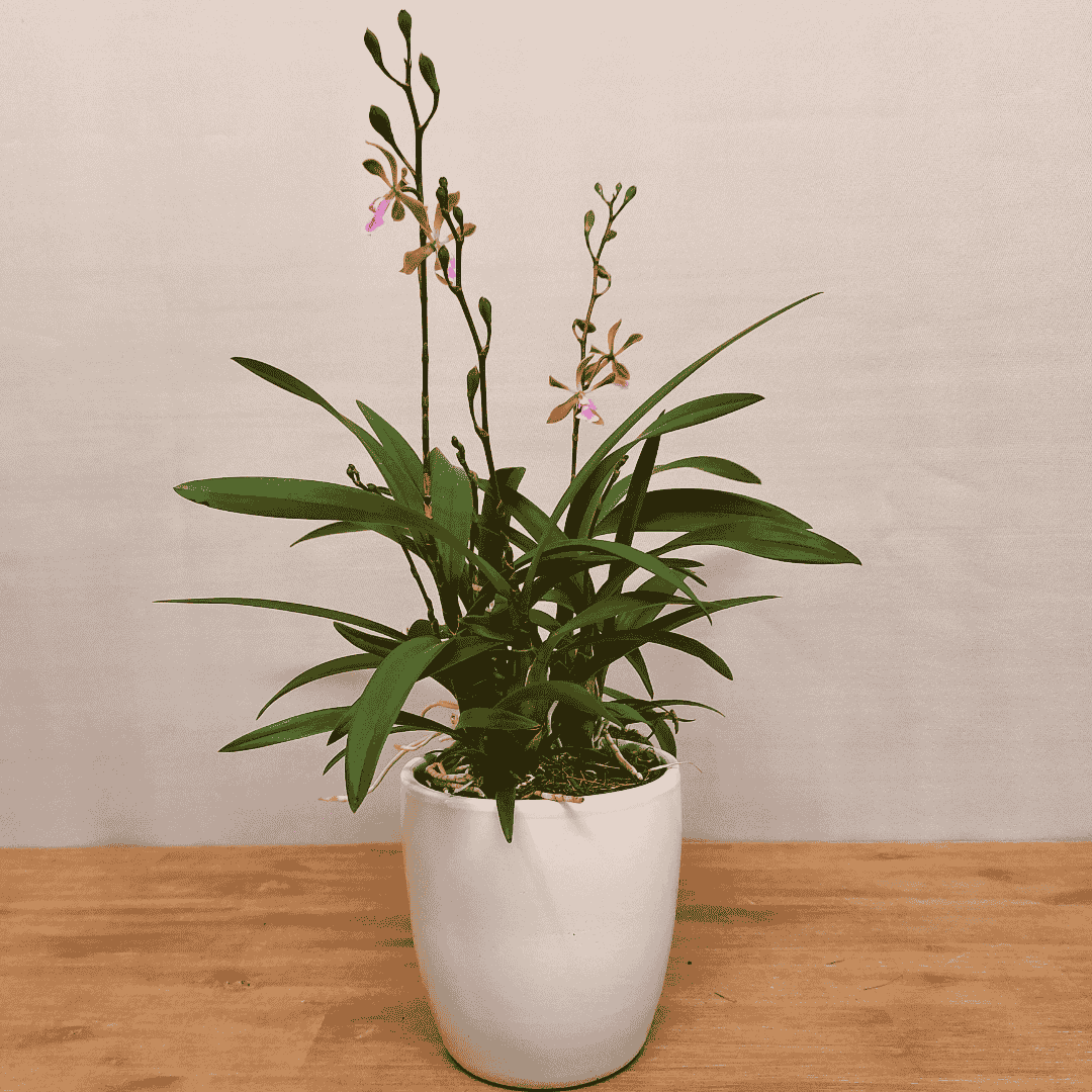 Epidendrum Floribundum