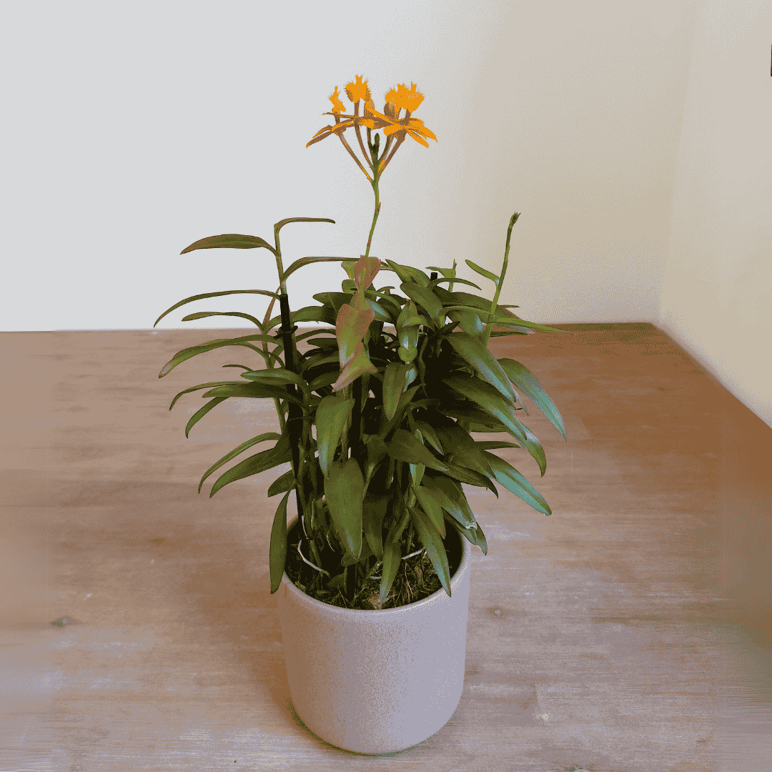 Epidendrum Radicans Orange