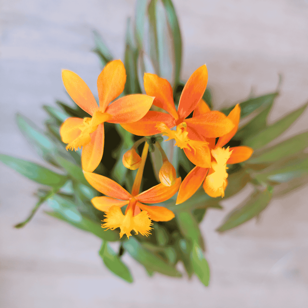 Epidendrum Radicans Orange