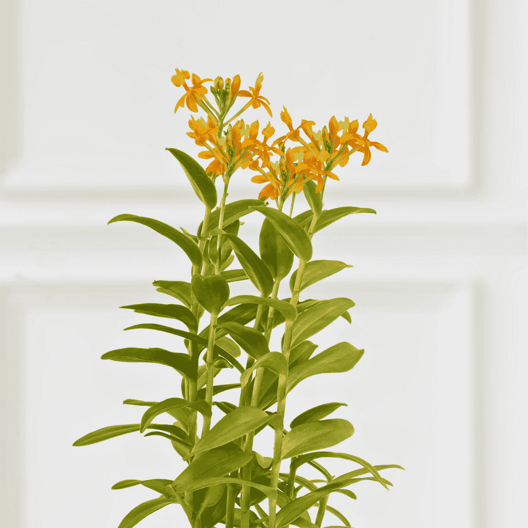 Epidendrum Radicans Orange