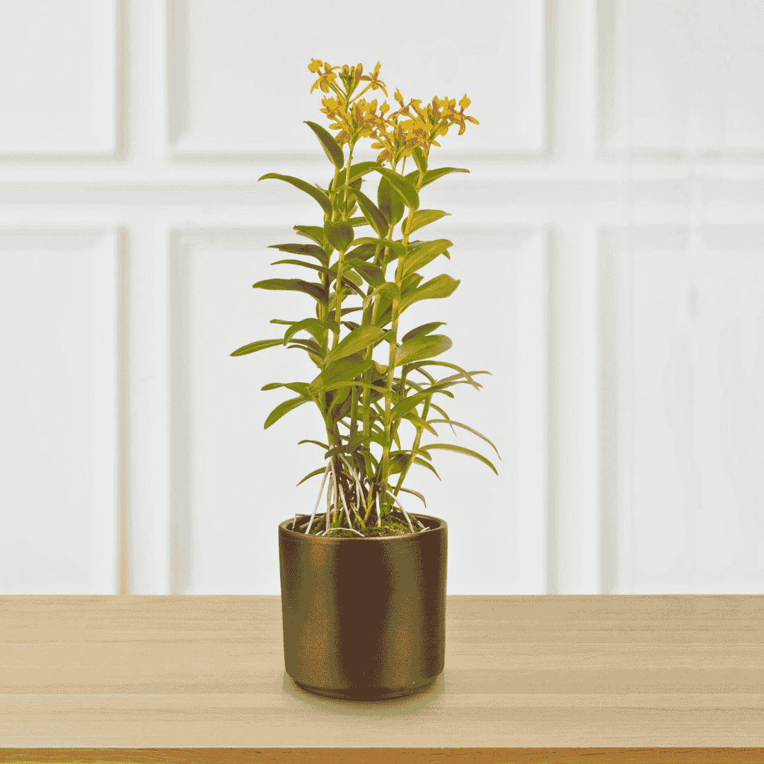 Epidendrum Radicans Orange