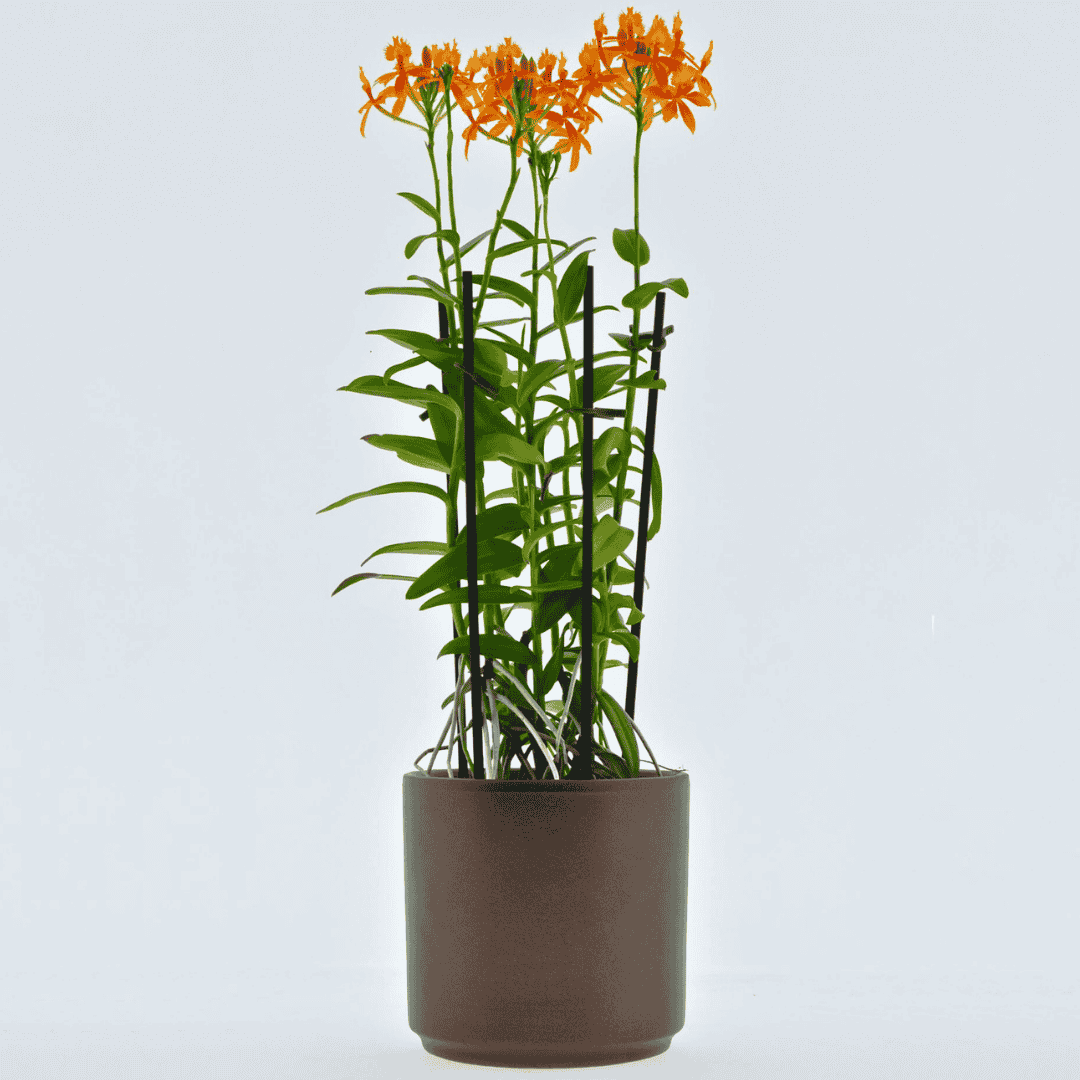 Epidendrum Radicans Orange