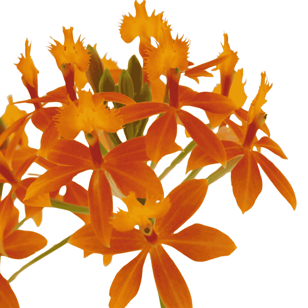 Epidendrum Radicans Orange
