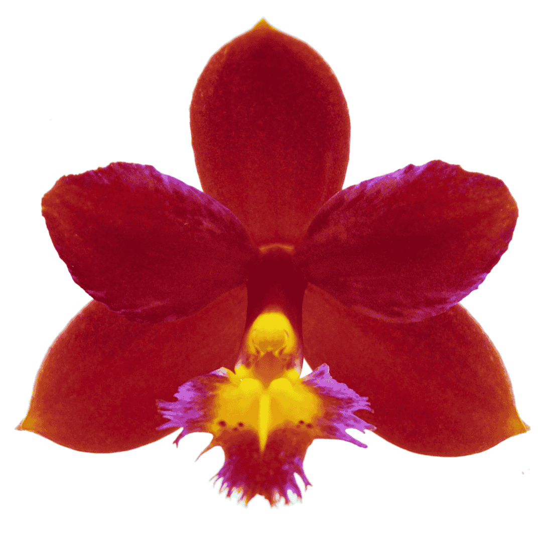 Epidendrum Red Ø9
