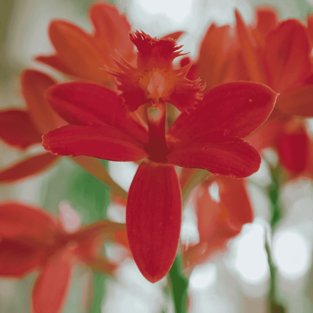 Epidendrum Red Ø9