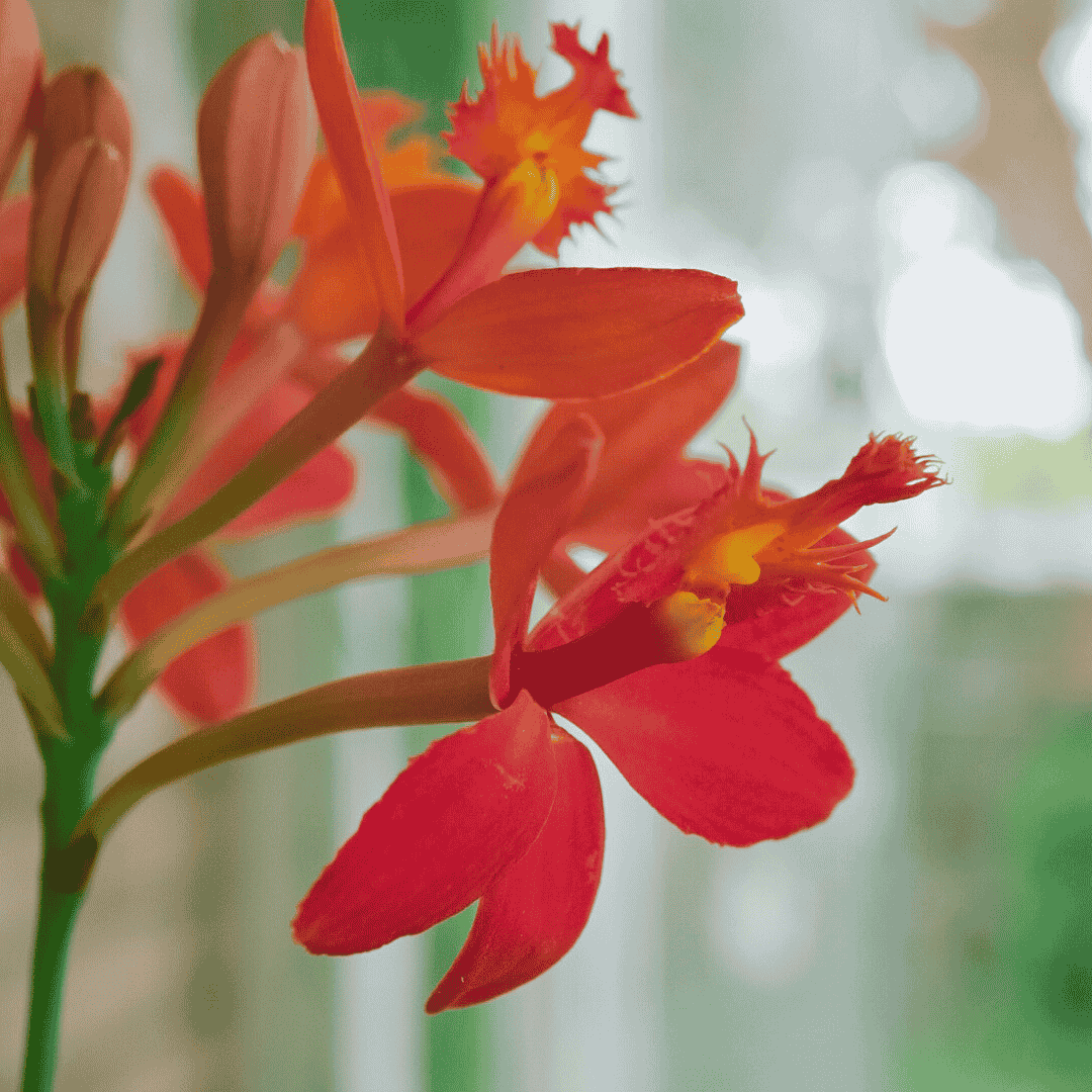 Epidendrum Red Ø9