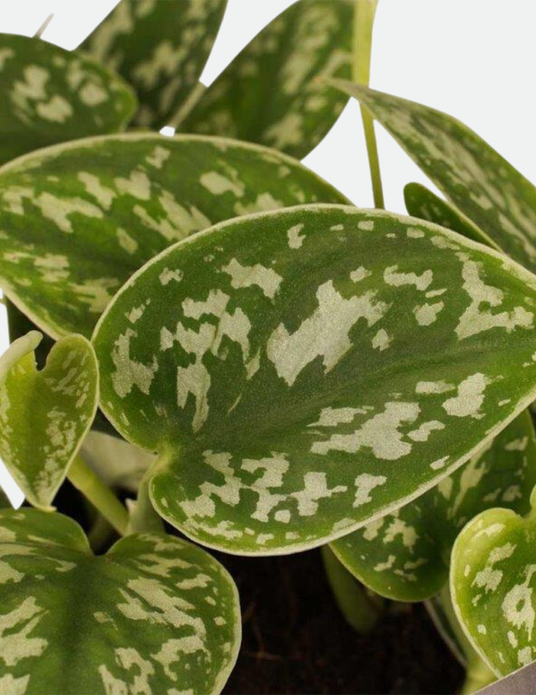 Epipremnum Scindapsus Pictus Ø16