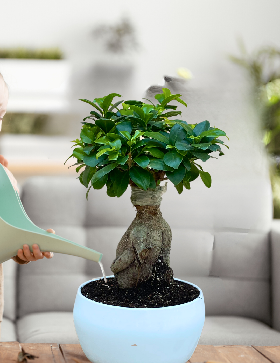 Ficus Ginseng Bonsai  Albero in miniatura – Flogheter