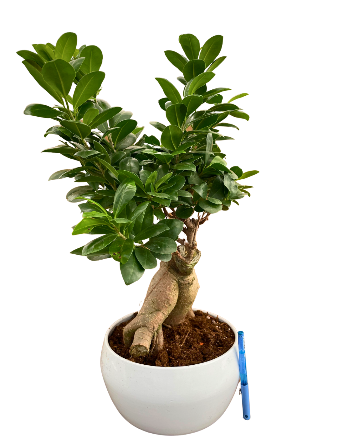 Ficus Ginseng Bonsai