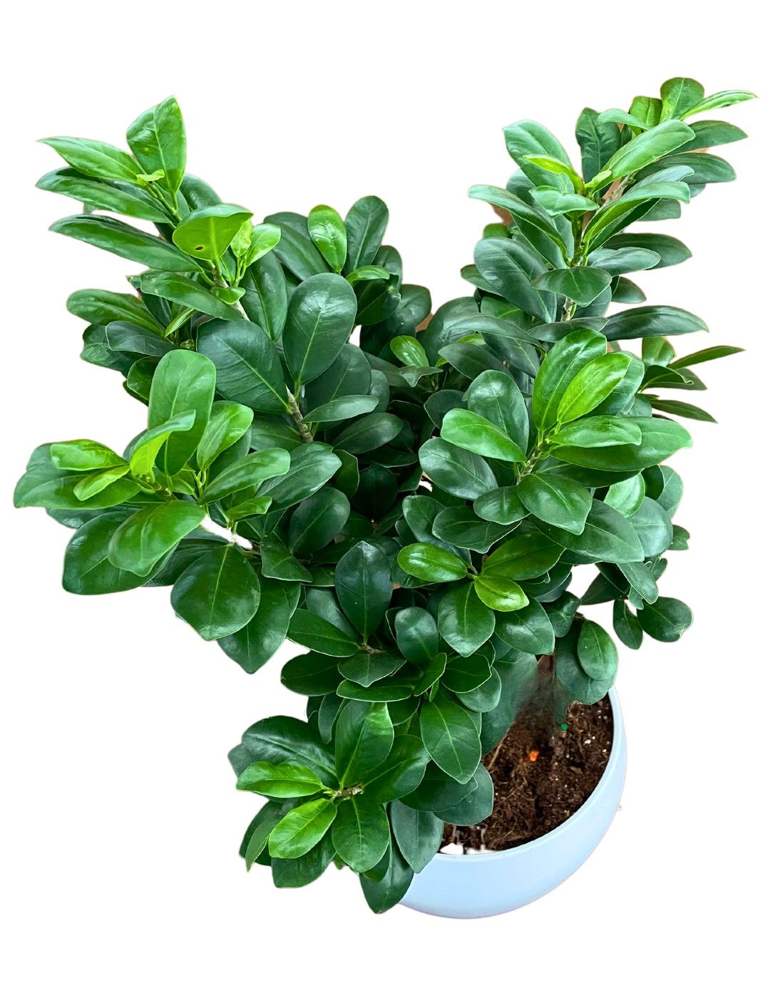 Ficus Ginseng Bonsai