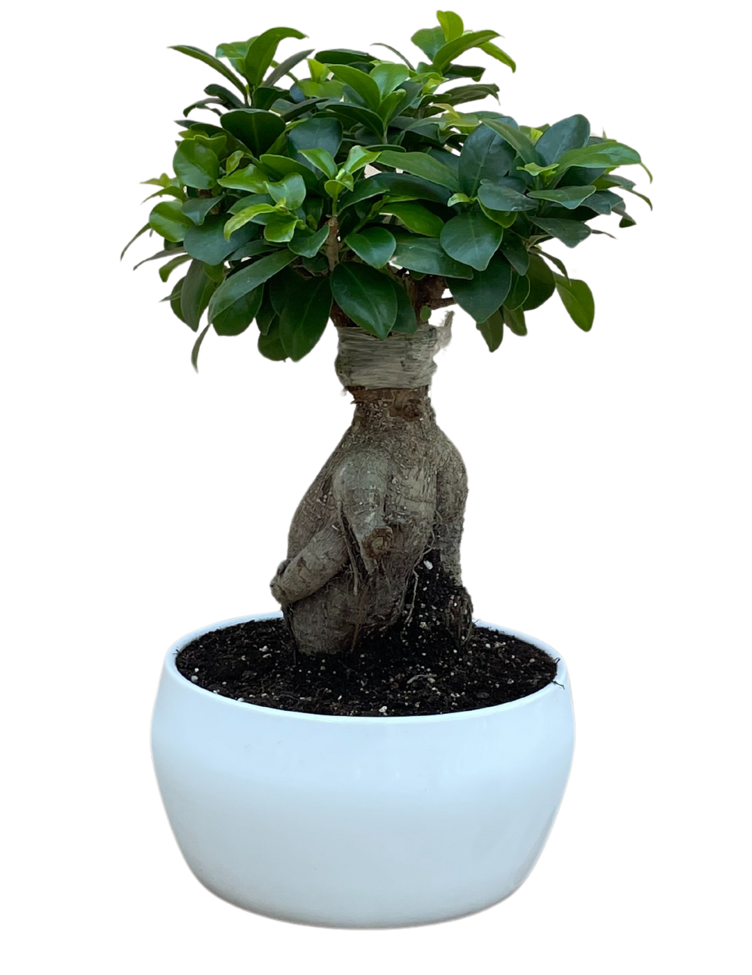 Ficus Ginseng Bonsai