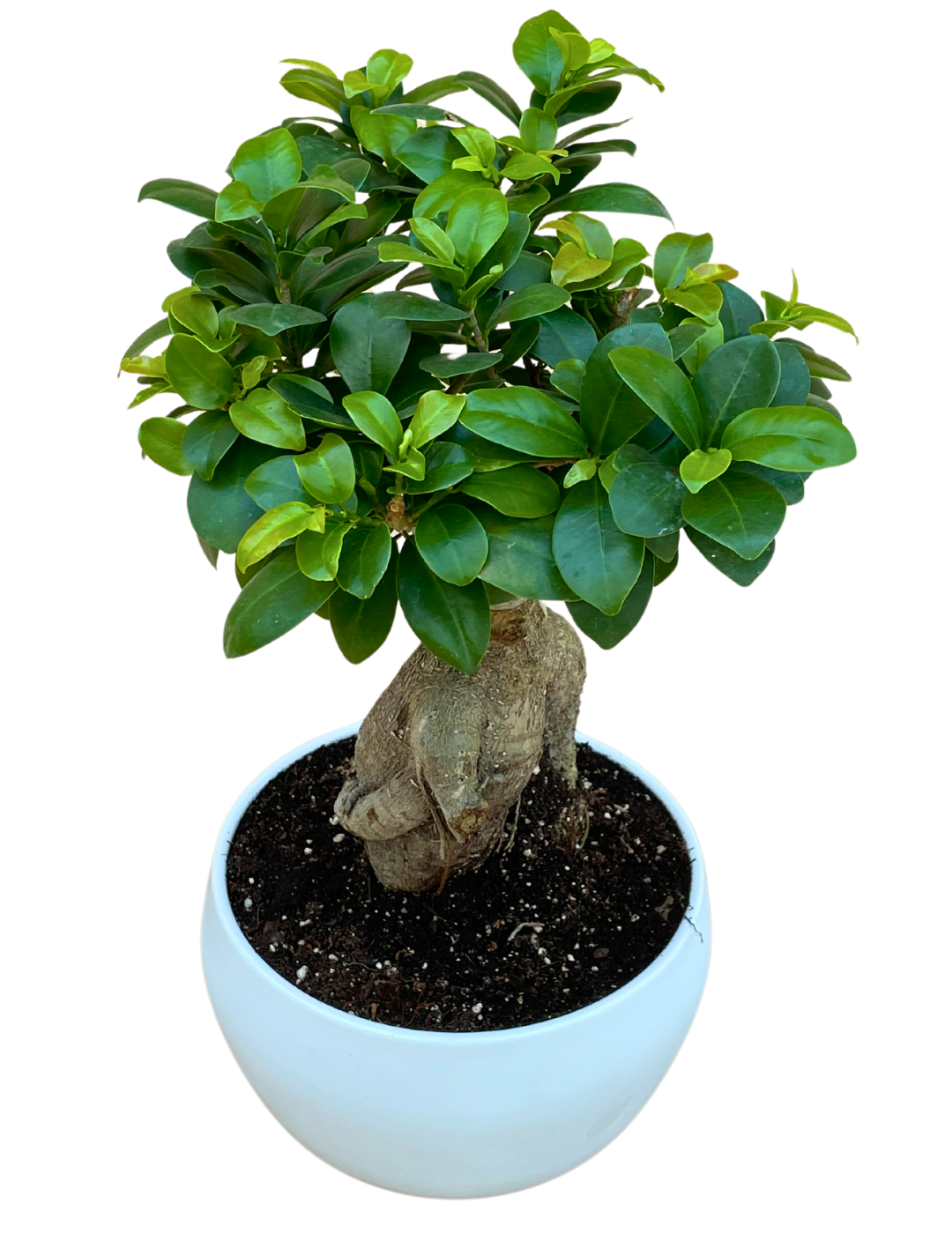 Ficus Ginseng Bonsai
